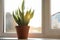 Potted Sansevieria plant on window sill. Space for text