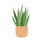 Potted Sansevieria, snake plant. Interior houseplant growing in flowerpot. Green home tongue-leaf decor. Indoor