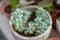Potted sedum plant closeup with blured background
