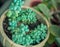 Potted sedum plant closeup with blured background