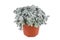 Potted Sedum spathulifolium Cape Blanco stonecrop plant