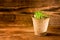 Potted seedlings growing in biodegradable peat moss pot