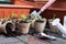 Potted seedlings growing in biodegradable peat moss pots from above.