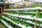 Potted shelves and irrigation system strawberry farm in Malaysia