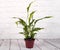 Potted spathiphyllum flowe