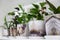 Potted spathiphyllum plant on a shelf, indoor flower, interior and home decor detail