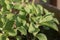 Potted stevia grown at home indoors stevia rebaudiana