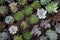 Potted stone roses closeup