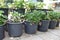 potted strawberry plants with fruit