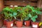 potted strawberry plants with green leaves