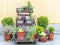 Potted street flowers on wooden shelves