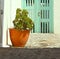 Potted succulent in entryway to home