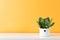 Potted succulent house plant on white shelf against pastel mustard colored wall.