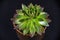 Potted succulent plant isolated on black