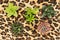 Potted succulent plants on leopard background