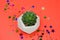 potted succulent and star glitters coral background