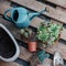 Potted succulents and cactuses ready to be replanted on wooden background