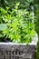 Potted Sweet Woodruff, Galium odoratum in crate