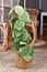 Potted `Syngonium Macrophyllum Frosted Heart` houseplant  climbing on pole in living room