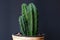 Potted three column Cereus Repandus Peruvianus Peruvian Apple Cactus house plant in front of dark background