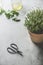 Potted thyme in terra-cotta plant pot on grey concrete kitchen table with scissors, olive oil and herb leaves. Kitchen background