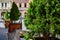 Potted trees and benches together