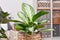 Potted tropical `Aglaonema Silver Bay` houseplant with silver pattern in basket