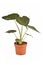 Potted tropical `Alocasia Wentii` houseplant with dark green leaves on white background