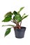 Potted tropical \\\'Philodendron White Knight\\\' houseplant