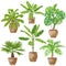 Potted Tropical Plants Set