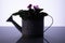 Potted violets watering can shiny grey bottom