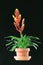 Potted Vriesea Bromeliad Isolated on Black