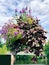 A potted Wandering plant and Petunia hybrida flowers hanging