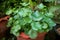 Potted Water Pennywort Plant or Hydrocotyle Umbellata in the Backyard