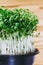 Potted watercress sprouts, fresh microgreens on the table