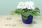 Potted White African Violet