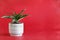 Potted White Jewel Dracaena Deremensis Against Red Background