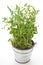 Potted winter savory