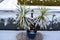 potted yucca palm tree in snow