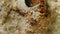 Potter Wasp Building It`s Nest Close Up Detail HD
