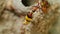 Potter Wasp Building It`s Nest Close Up Detail HD