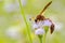 Potter Wasp - Eumenes latreilli