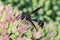 Potter wasp feeding on nectar of Sedum plant