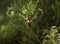 Potter wasp flying in lavender plants