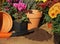 Potting autumn plants, cyclamen, chrysanthemum and heather