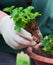 Potting young green plant