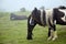 Pottok, brown and spotted short-legged horse with long mane grazing in pasture, breed native to the Pyrenees of the Basque