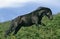 Pottok Horse, Adult walking on fern, French Pyrenees