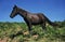 Pottok Horse, Pyrenees Atlantiques in South West of France