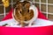 A potty trained guinea pig sitting litter pan in a corner tray.